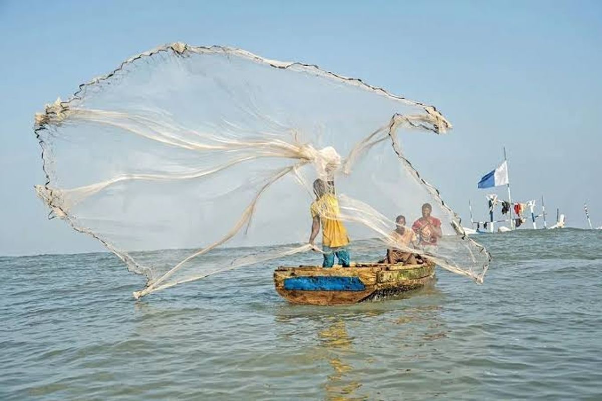 Fisheries sector moves to combat US$50bn illegal fishing scourge