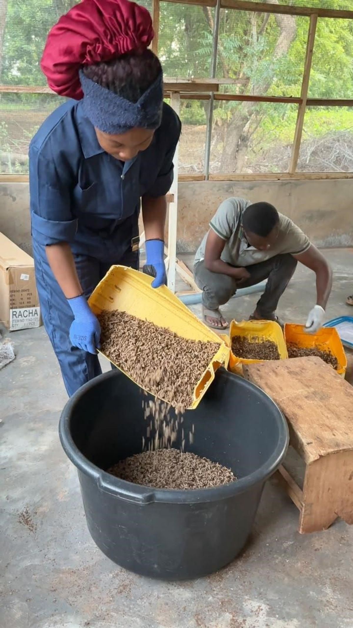 From technology park to enterprise: How black soldier fly innovation is creating new opportunities for farmers in the North
