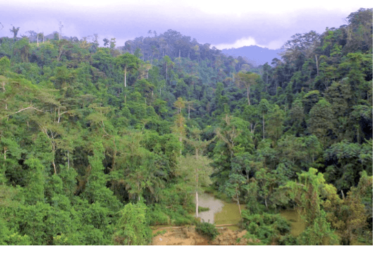 Atewa national park could create 3,000 jobs, generate US$5m annually – CSOs