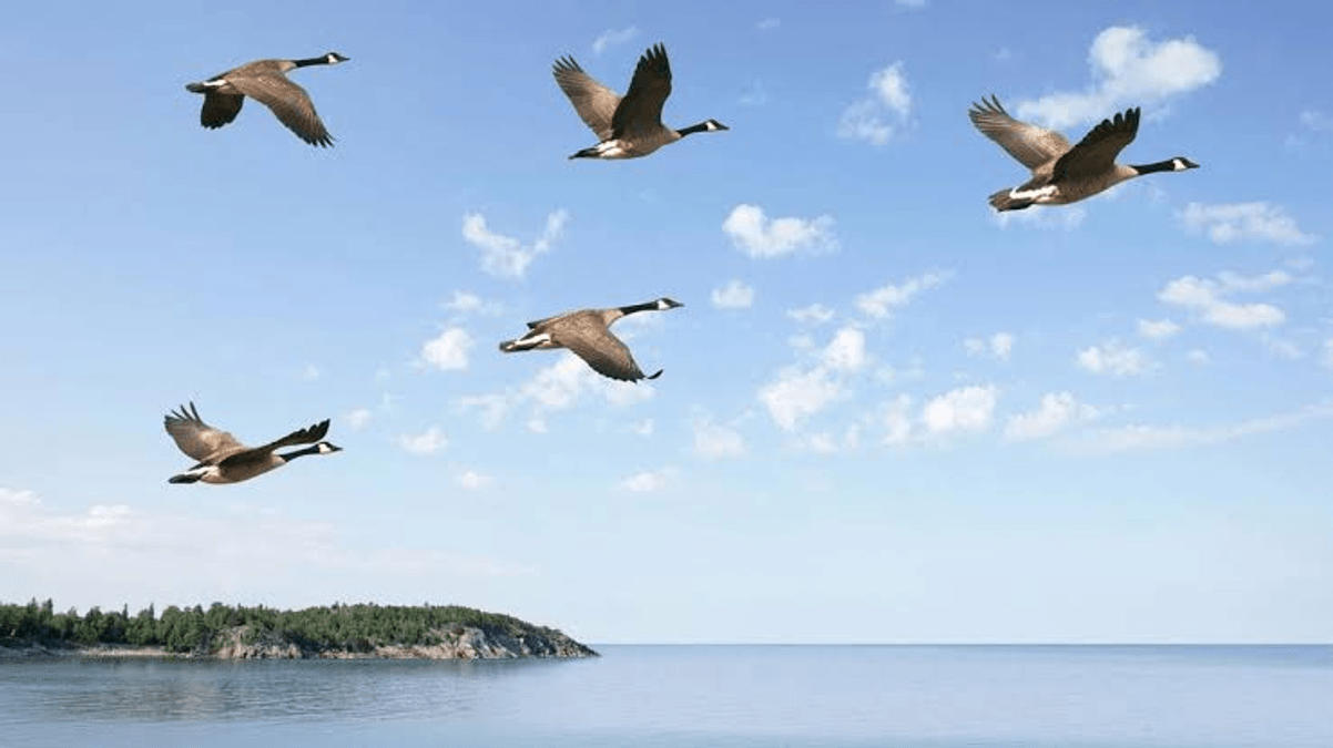  Migratory birds, tomato gluts ,prolonged dry spells threaten farmers – PFAG