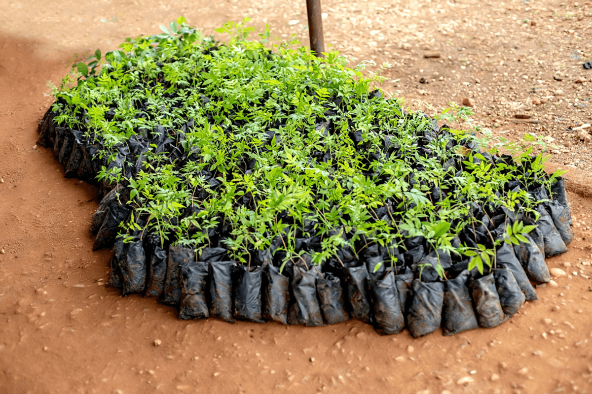 ofi distributes 2.6m trees to cocoa farmers across Ghana and Côte d’Ivoire