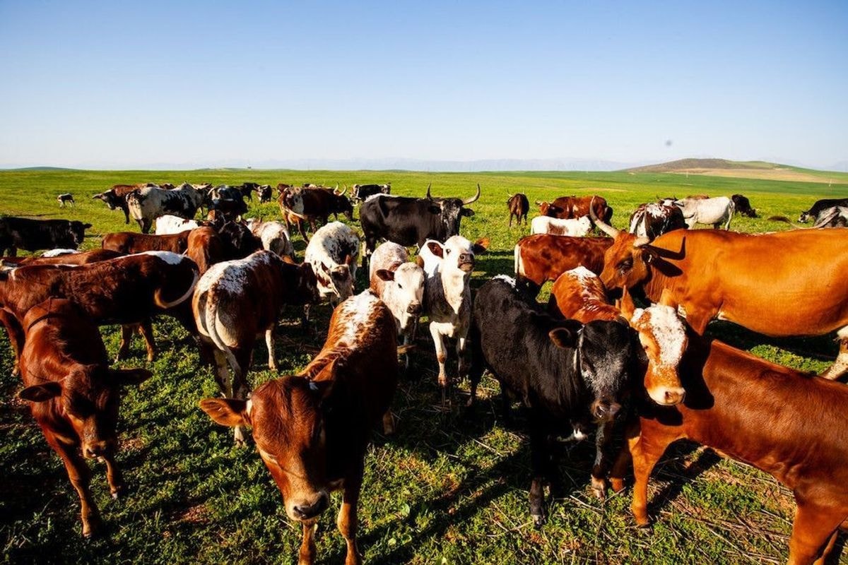 Africa’s livestock sector can show the way to greater self-reliance