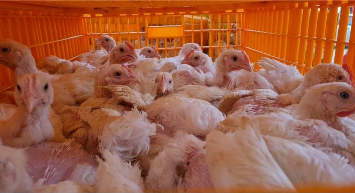 Sekondi beneficiaries receive 9,000 birds under Nkoko Nkitinkiti