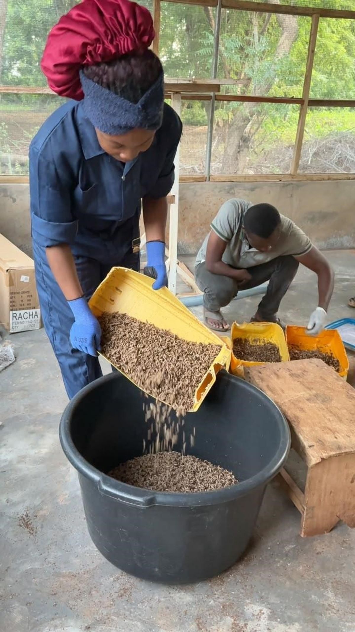 From technology park to enterprise: How black soldier fly innovation is creating new opportunities for farmers in the North
