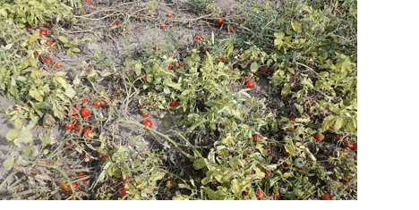 Keta farmers struggle to find market for bumper tomato harvest   