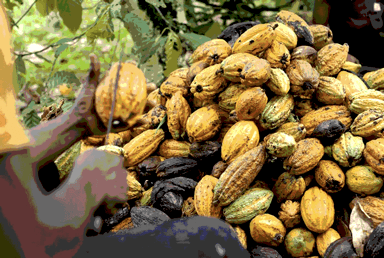 GH¢3.39bn raise tests COCOBOD’s domestic funding model
