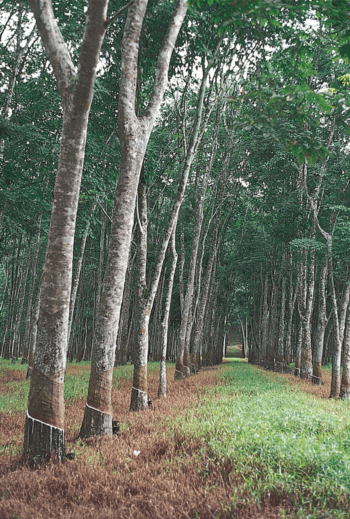 TCDA rolls out 3m rubber seedling plan