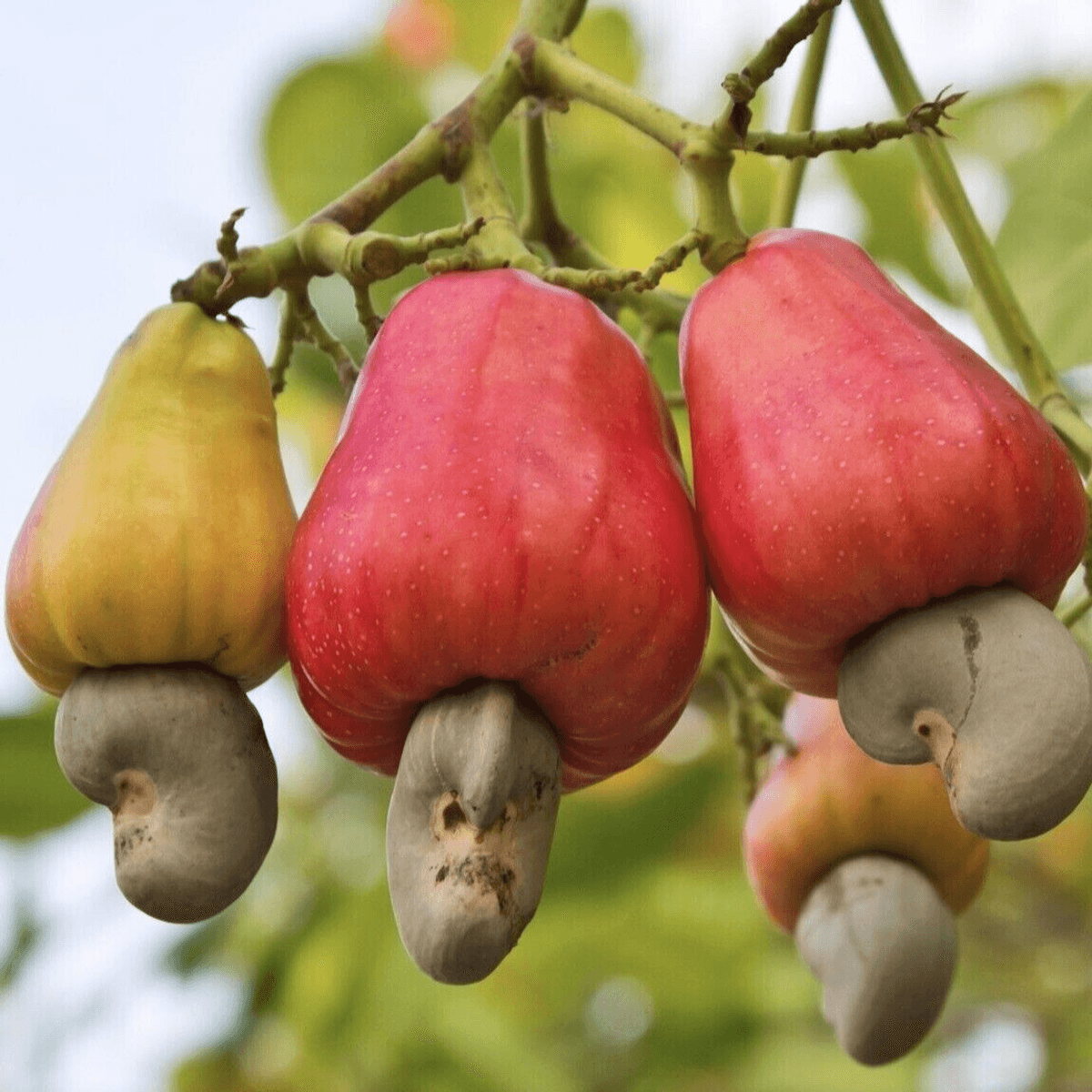Farmers bear cashew price crash as processing stuck below 6%   