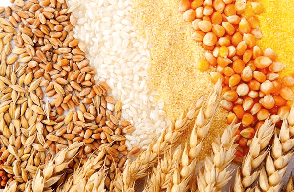   Gov’t weighs lifting grain export ban  