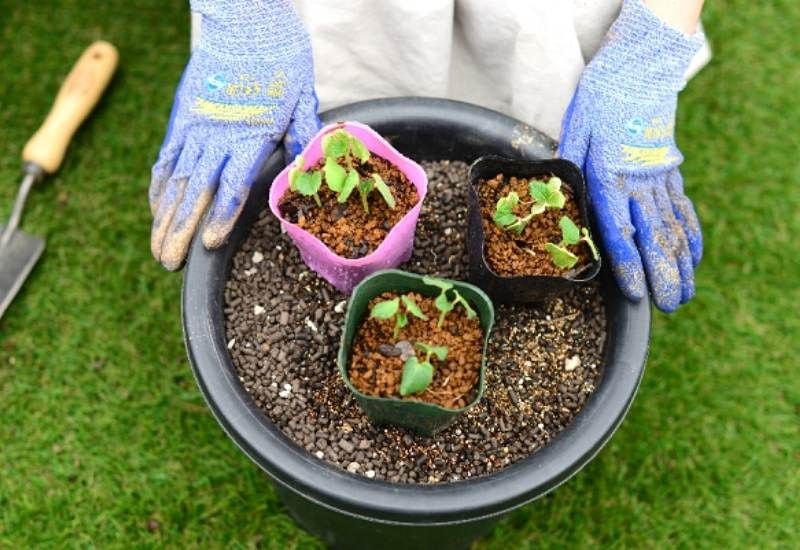 Let’s Go Farming: Who needs School Gardening Programme and nutritional education?