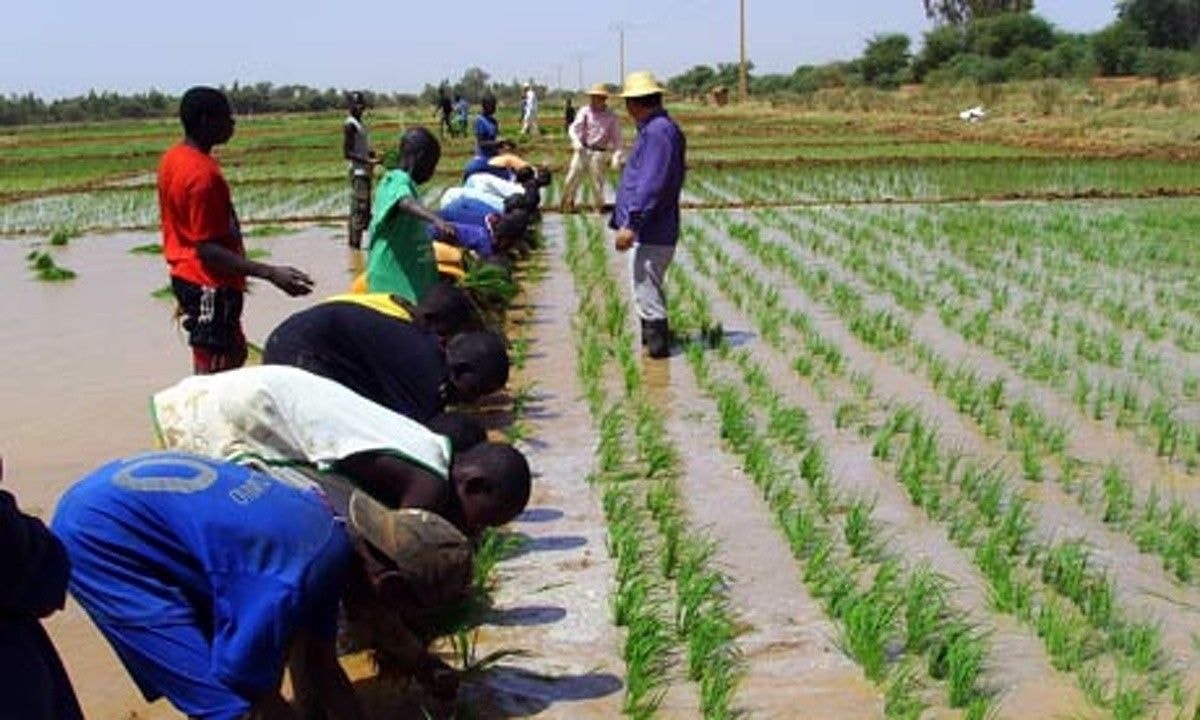 Uncertainty discouraging investment into local rice industry