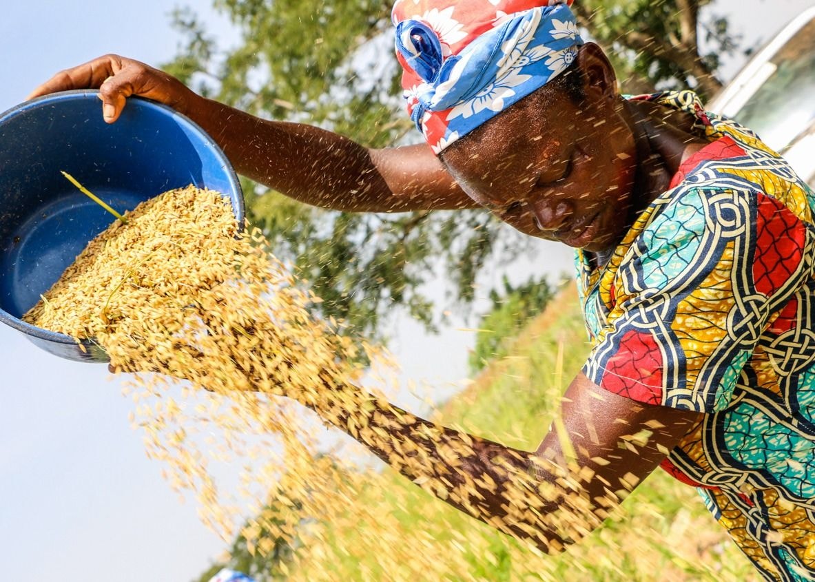 US$684m earmarked to improve rice value chain