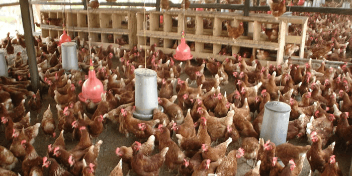 70% of poultry farms on verge of collapse; as poultry feed rises by 300% in 2yrs