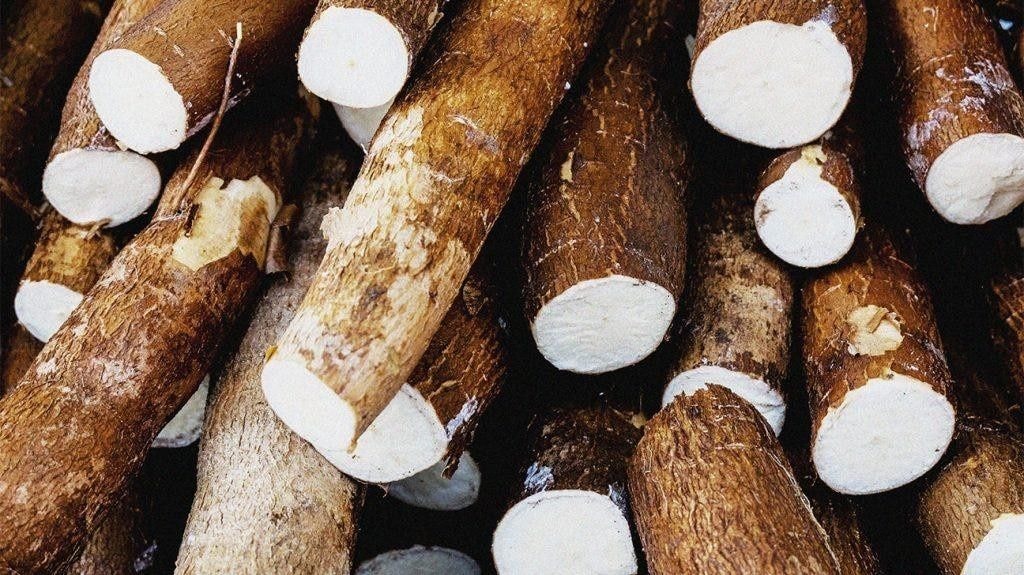 Only 0.5% of 18m tons of cassava is processed