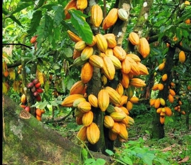 AZA Finance FX Week Ahead: Cocoa loan eases pressure on record low Cedi