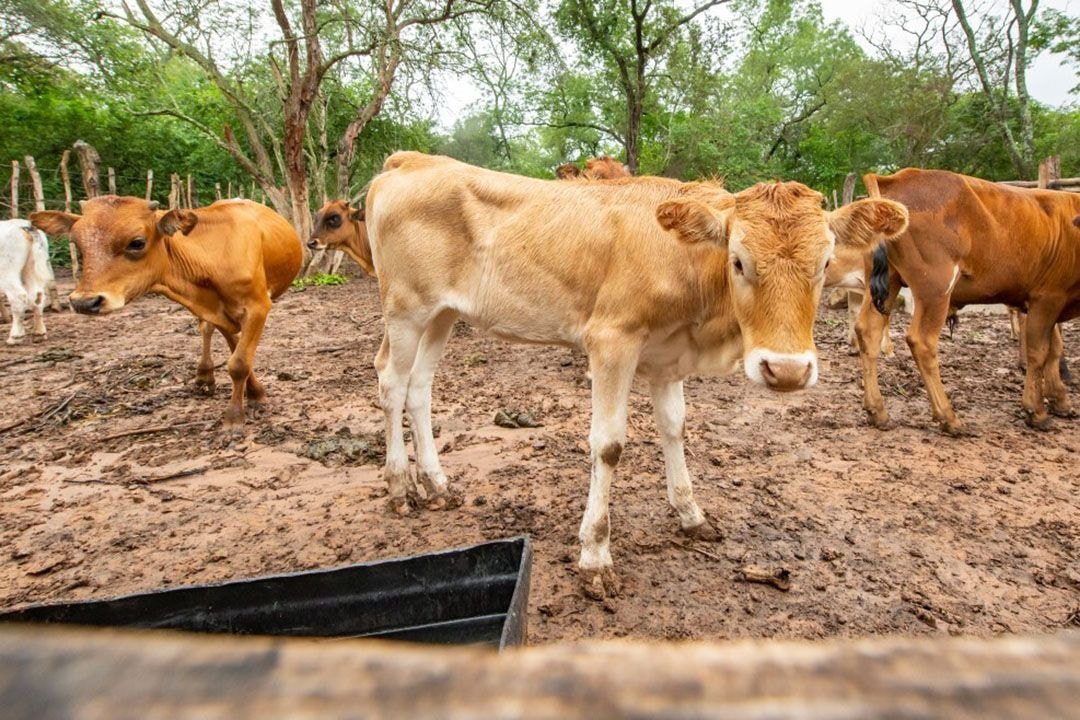 Dairy imports hit US$400m; as local demand soars amid untapped prospects