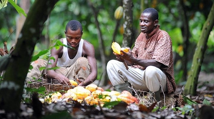 Editorial: Increase in producer cocoa price heartwarming for farmers