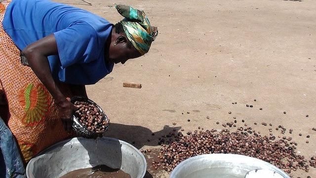 Shea production set to thrive in Bole