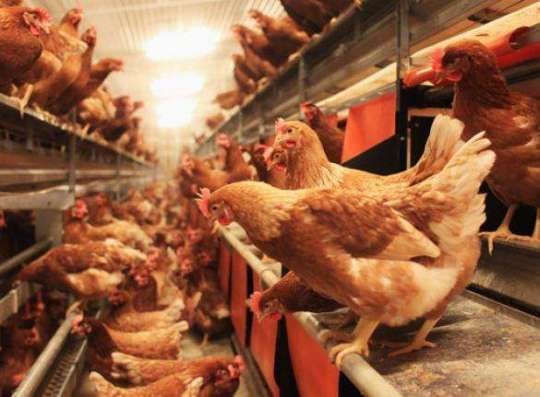 Poultry industry woes deepen