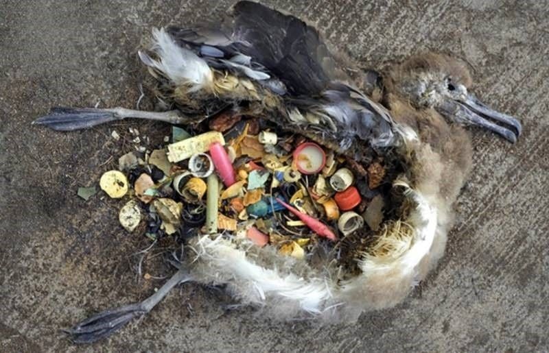Your environmental spotlight with Edna OBIRI: Plastics and the environment; why do we litter? (II)