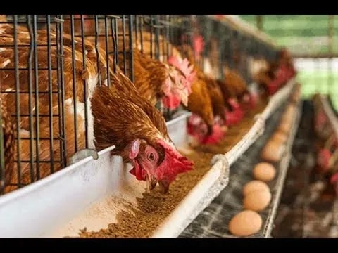 Poultry sector gets US$541m investment