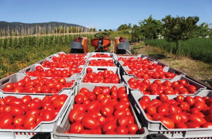GB Foods to inject US$70m into tomato production