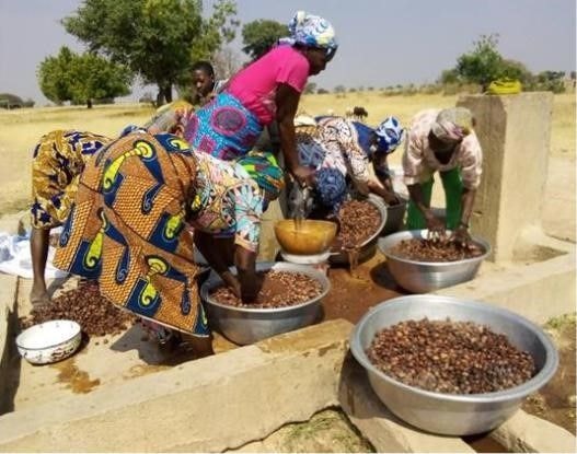 Shea processing business bounces back after COVID-19 setbacks