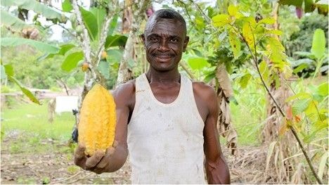 Restructuring cocoa bills: local banks push for favourable terms