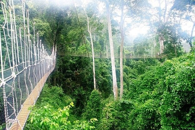 DDA calls for review of L.I 2462 to deter mining in forests