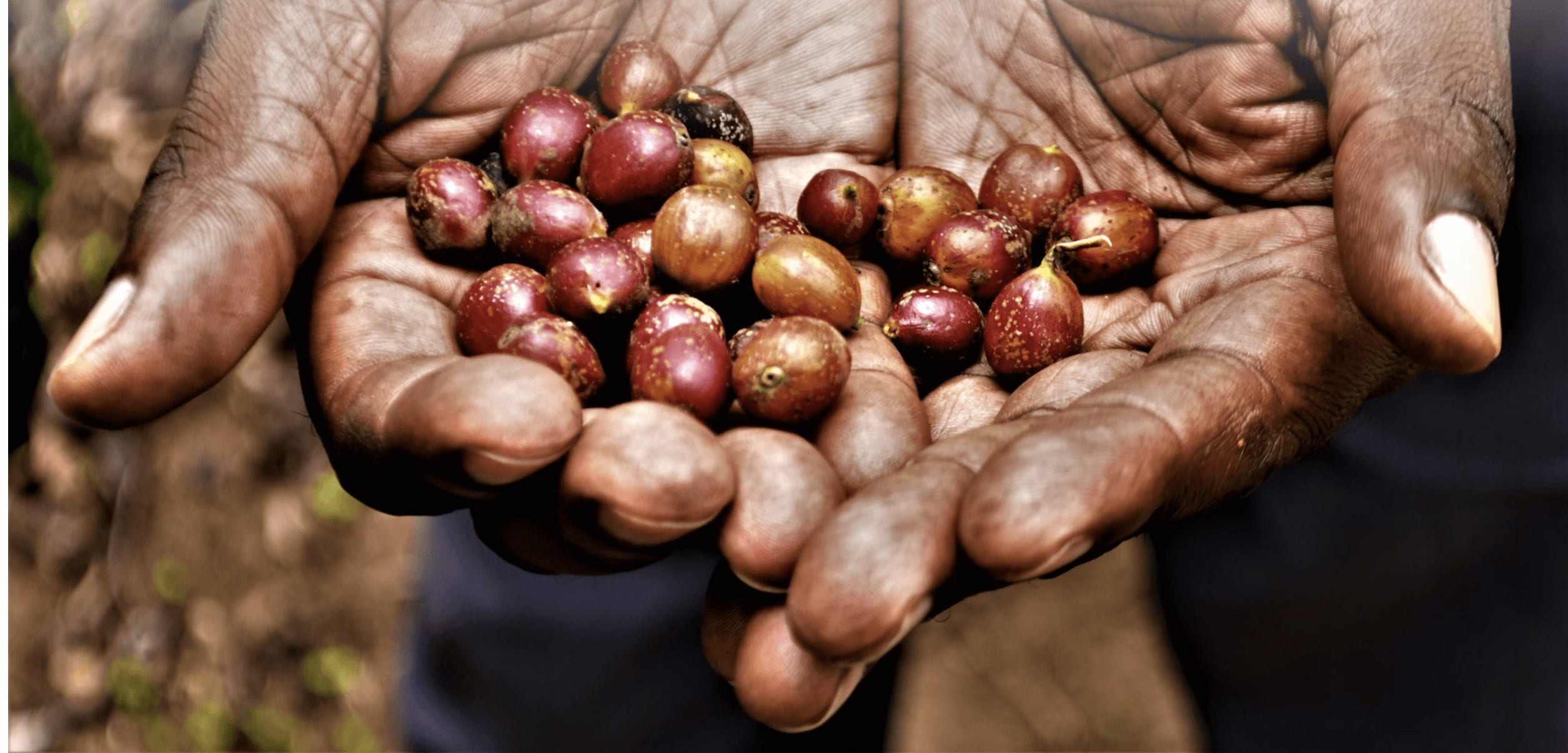 Sustainability Corner with Romein VAN STADEN& Ebenezer ASUMANG: Social business in a 'fair' trade world  