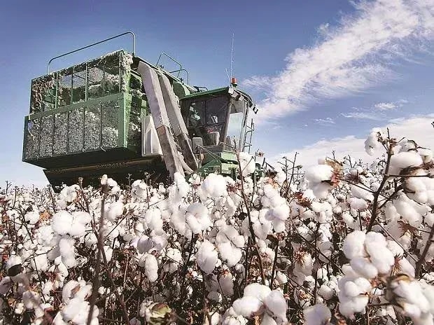 Cotton sector ‘sleeps’ on US$6bn potential