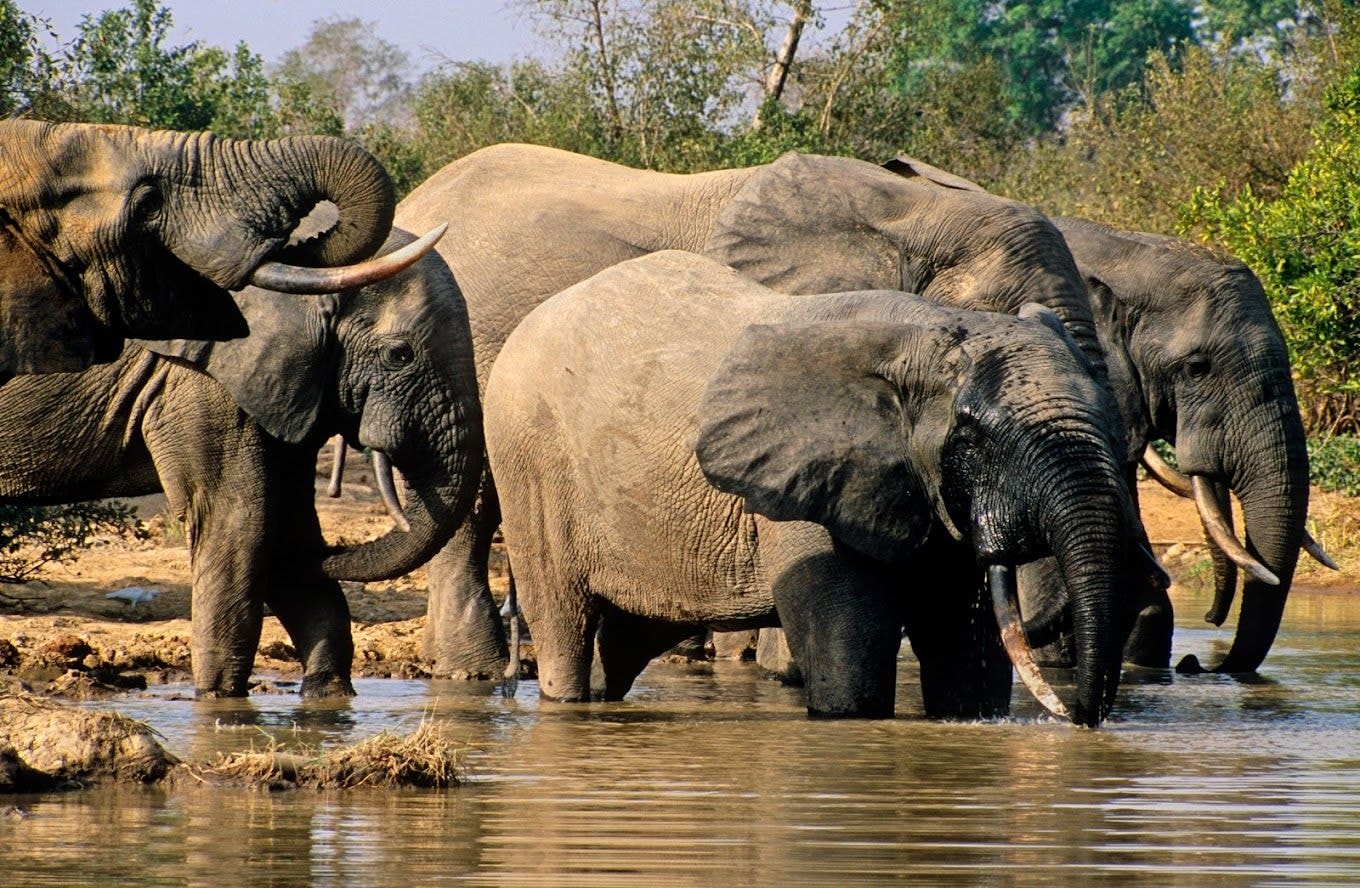 Mole National Park: haven for conservation and ecotourism in Northern Region