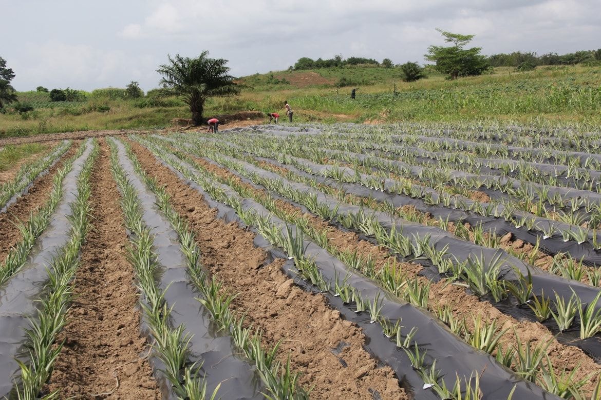 EU alleges suspected fraud in local pineapple exports