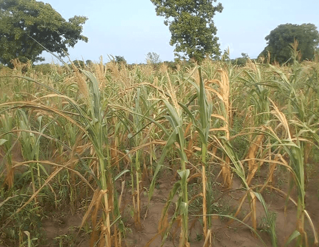 Editorial: Averting looming food crisis after prolonged dry spell