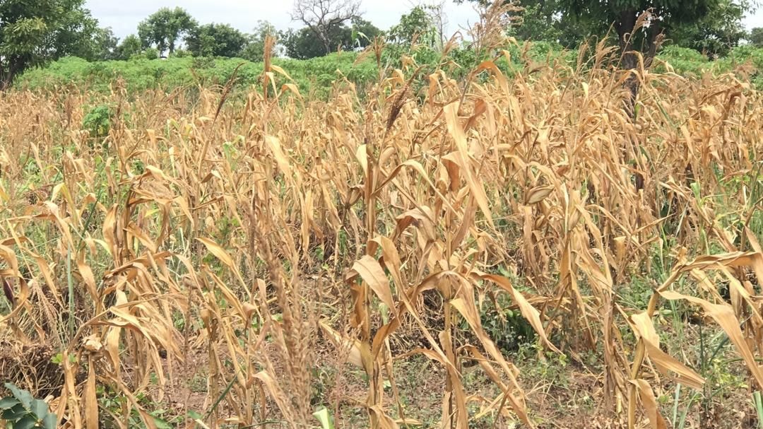 Editorial: Drought conditions in northern zone hit grains sector hardest