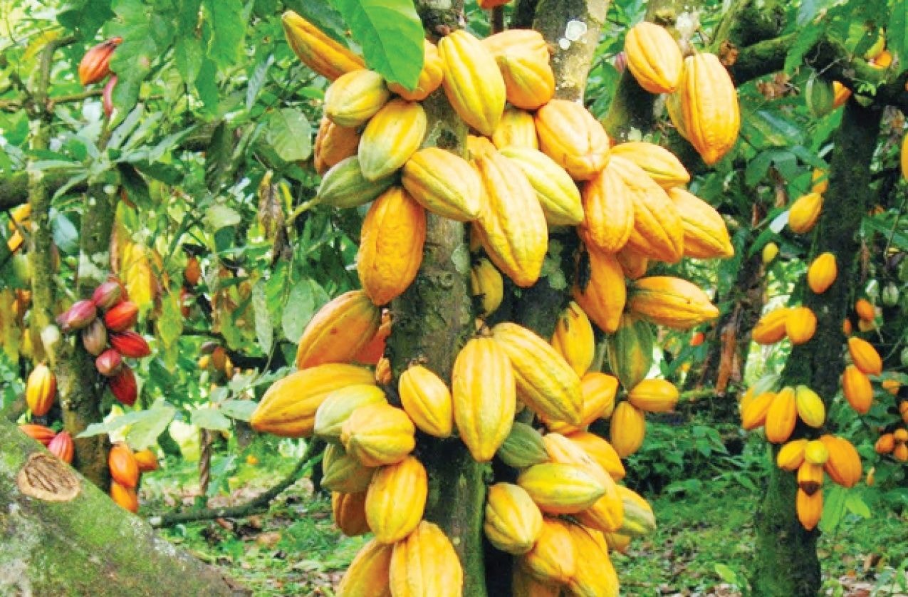 Editorial: Pressure mounts on cocoa sector…