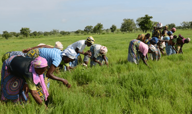 Fonio: the ancient grain empowering communities