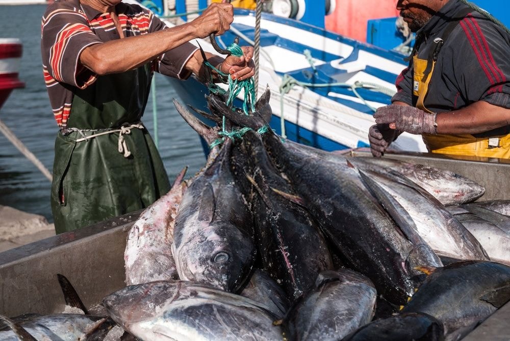 Tuna fishers protest exorbitant licence rate