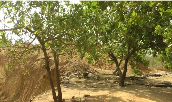 Illegal mining threatens cashew production, livelihoods in Bono Region