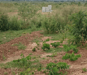 How land reform can support 2025 Budget and gov’t's reset ambitions