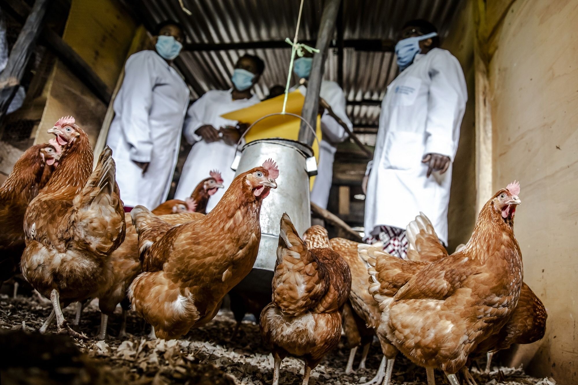Animal disease detection gets boost as FAO, MoFA collaborate on reporting and warning systems