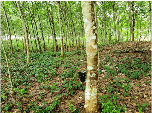 Gov’t to restrict raw rubber exports to save industry                                                       