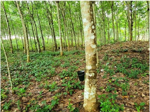 Rubber export ban at risk as raw shipments continue