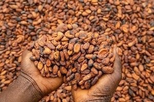 Editorial: Alarm bells ring about cocoa sector
