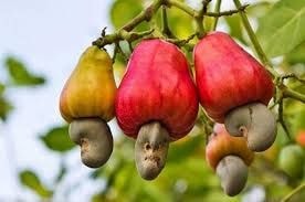 Editorial: TCDA must aim at an annual producer price like cocoa for cashew