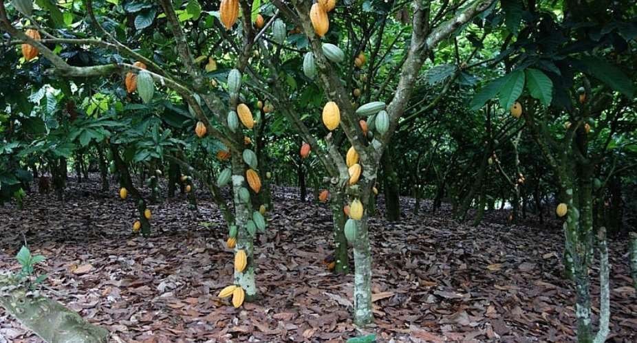 SIKAKROM with  Gideon DONKOR: Unprotected and unpaid: The true cost of cocoa pricing policies