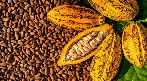 Cocoa financing overhaul to gauge market appetite