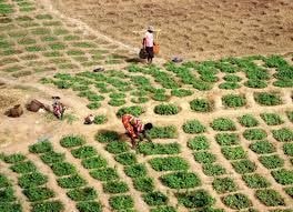 Editorial : Extend assistance to the country’s food producers to avert a calamity