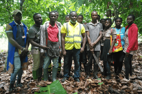 COCOBOD begins 2019/2020 hand-pollination exercise  …. expected to boost yield to 1m m/t target
