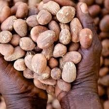 SNG calls for improved policies and regulations to support Shea sector